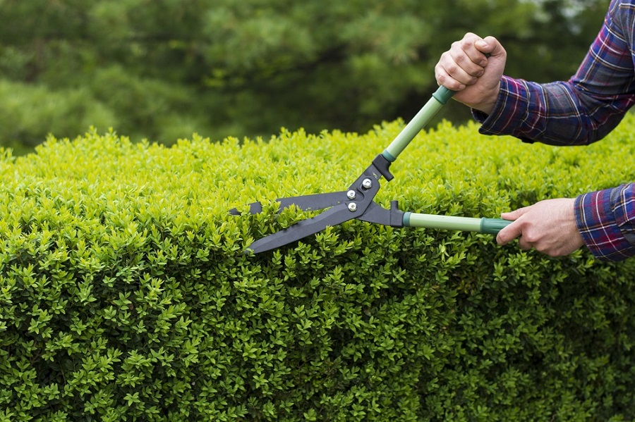 Bush & Tree Trimming