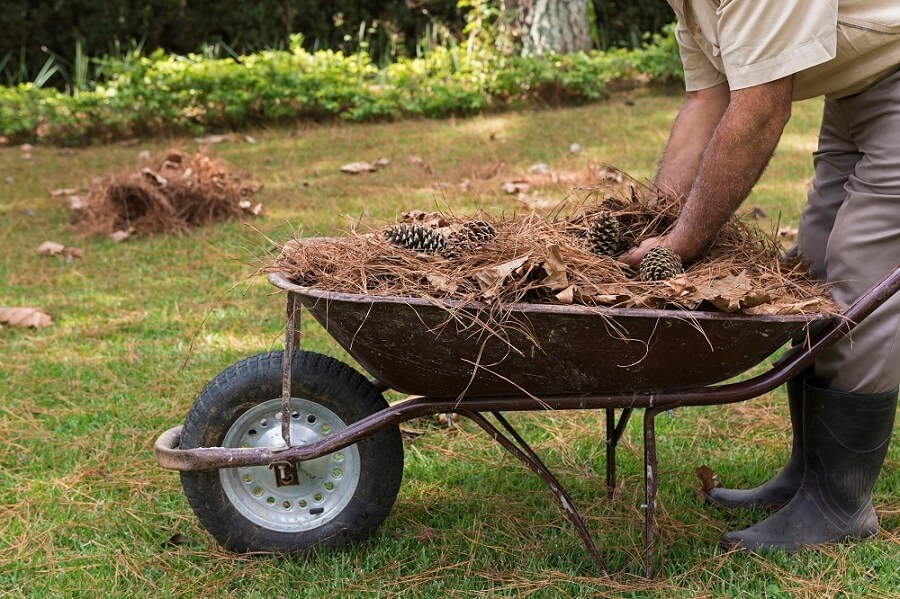 Yard Cleaning